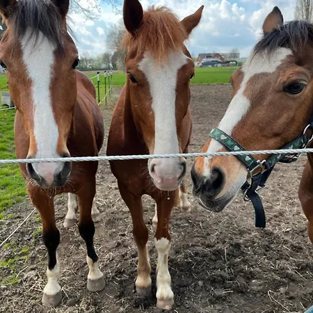 Upn Mit Ponyreiten Und Kutschfahrten Apartment Mettingen (North Rhine-Westphalia)