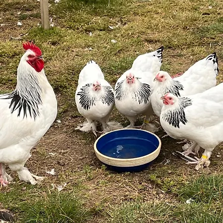 Upn Mit Ponyreiten Und Kutschfahrten * Mettingen (North Rhine-Westphalia)