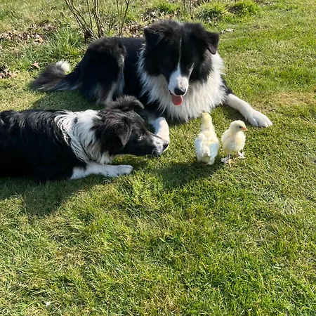 Familienurlaub Mit Hund, Wellness & Bauernhoferlebnis Im Muensterland Apartmán