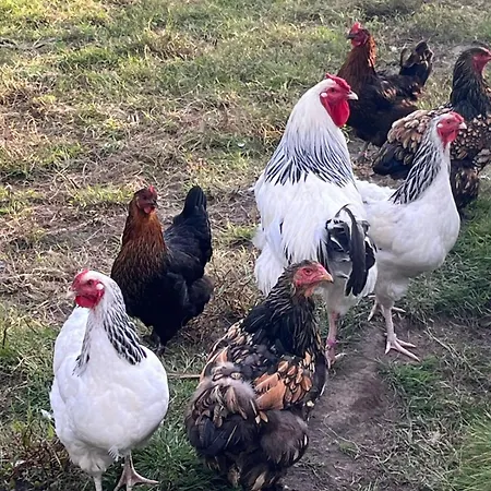 Apartamento Superior Relax Und Wellness