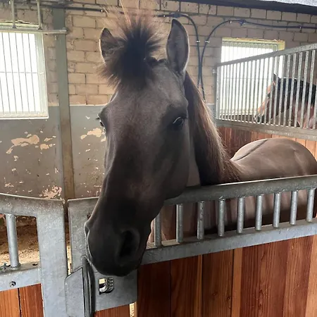 Upn Mit Ponyreiten Und Kutschfahrten Apartment *