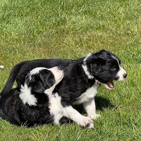 Apartmán Familienurlaub Mit Hund, Wellness & Bauernhoferlebnis Im Muensterland