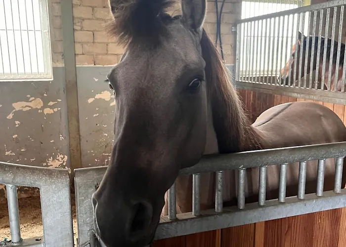 Superior Relax Und Wellness Lejlighed *